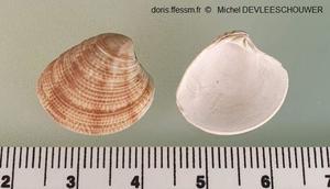 Chamelea_striatula_md_01