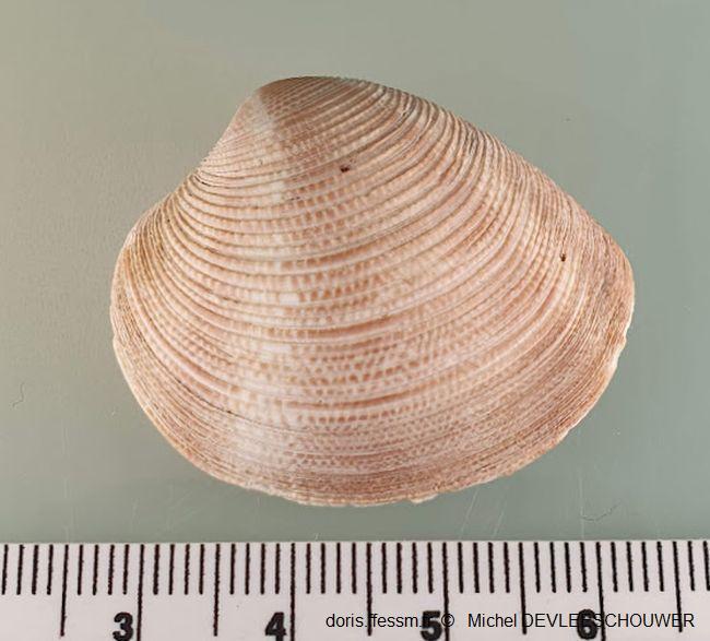 Chamelea_striatula_md_02