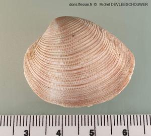 Chamelea_striatula_md_02