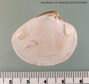 Chamelea_striatula_md_04