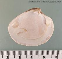 Chamelea_striatula_md_04