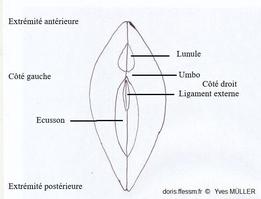 Chamelea_striatula_morphologie_ym_01