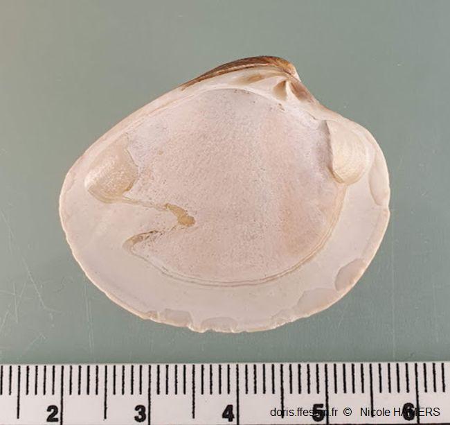 Chamelea_striatula_nh_01