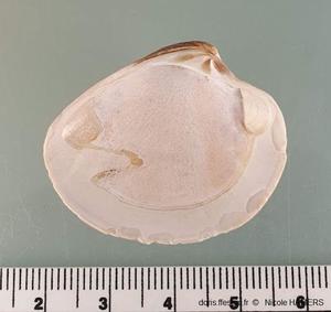 Chamelea_striatula_nh_01