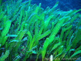 caulerpa_taxifolia-aps511