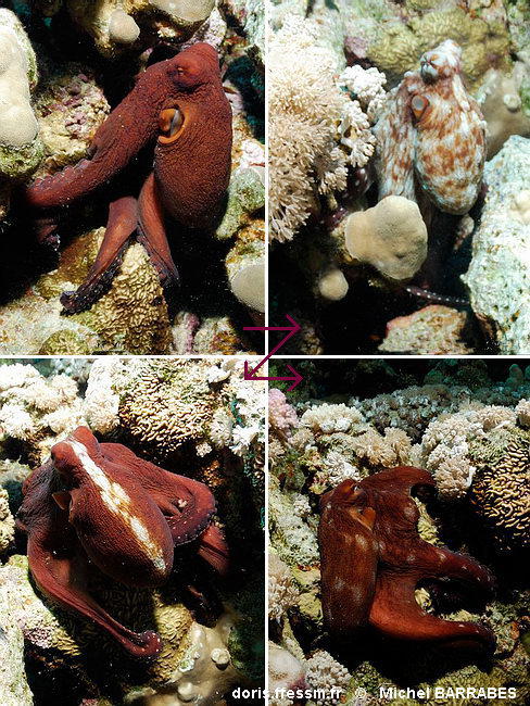 octopus_cyanea-miba52