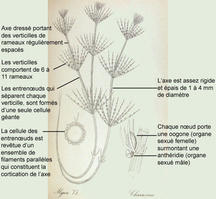chara_hispida-legendee