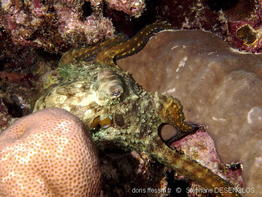 octopus_cyanea-stde944