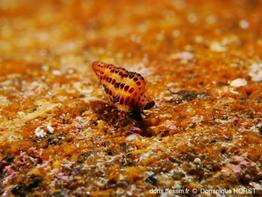 Chauvetia_mamillata_dh_01