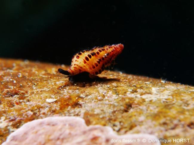 Chauvetia_mamillata_dh_02