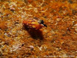 Chauvetia_mamillata_dh_04