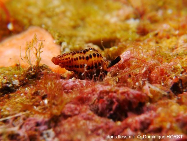 Chauvetia_mamillata_dh_05
