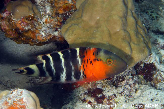 Cheilinus_fasciatus-dad1
