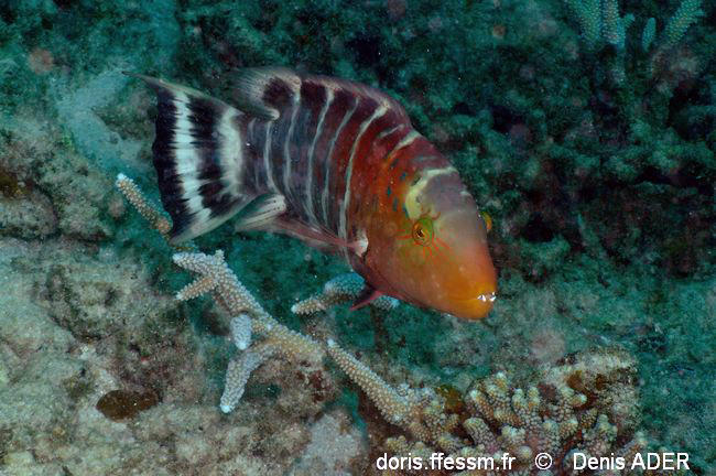 Cheilinus_fasciatus-dad2
