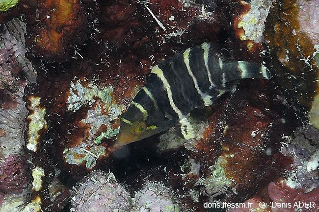 Cheilinus_fasciatus-dad3