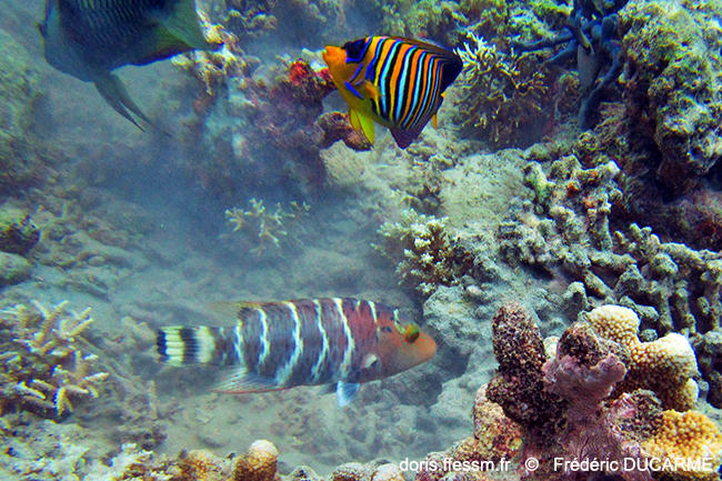 Cheilinus_fasciatus-fdu1