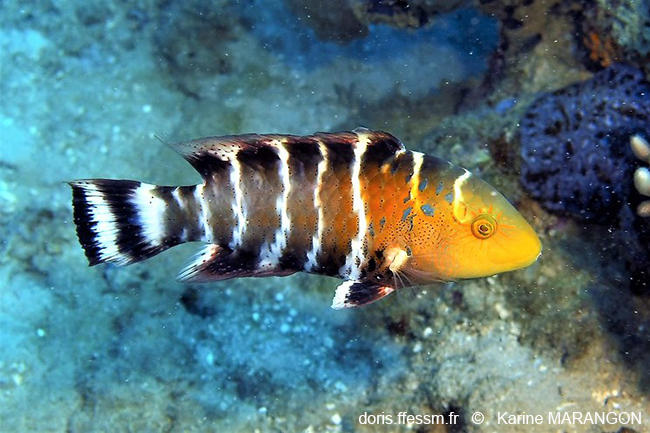 Cheilinus_fasciatus-kma1