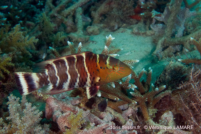 Cheilinus_fasciatus-vl1