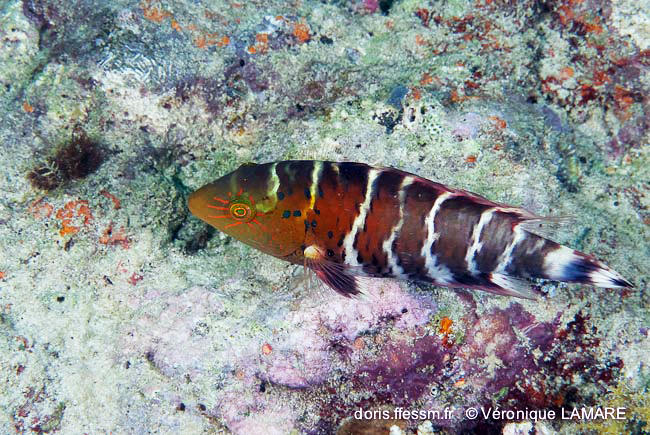 Cheilinus_fasciatus-vl2