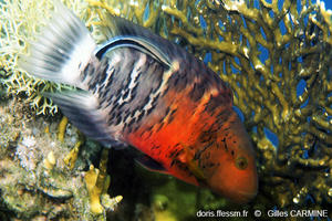 Cheilinus_quinquecinctus-gca1