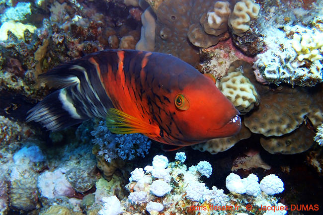 Cheilinus_quinquecinctus-jd1