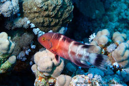Cheilinus_quinquecinctus-jd2