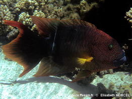 Cheilinus_trilobatus-elmo010