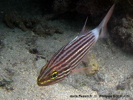 Cheilodipterus_macrodon-phbo030
