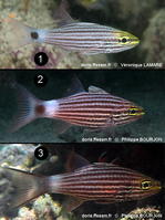 Cheilodipterus_macrodon-VL+PhB080