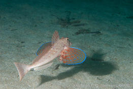 chelidonichthys_lastoviza-vl1