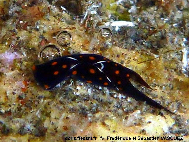 Chelidonura_punctata-030seva