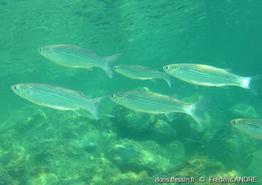 Chelon_auratus-fa6