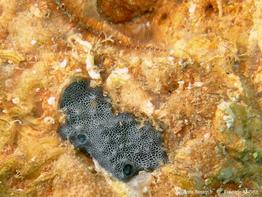 chelonaplysilla_noevus-fa15c