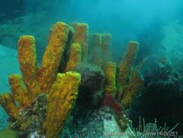aplysina_fistularis_ap1