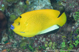 apolemichthys_trimaculatus-vl1