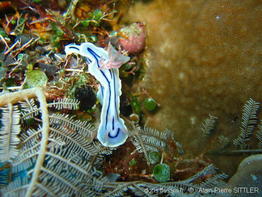 chromodoris_lochi-aps102