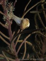 cyphoma_gibbosum_ap2