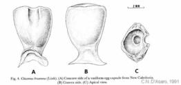 chicoreus_brunneus-d'asaro-1991