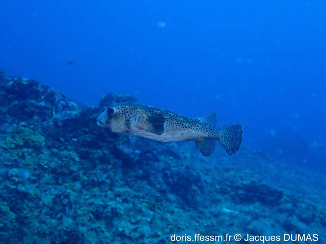 chilomycterus reticulatus-jd01