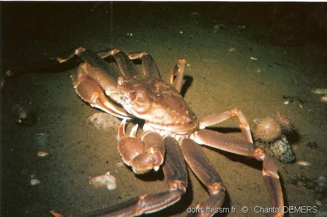 Chionoecetes_opilio-cd03