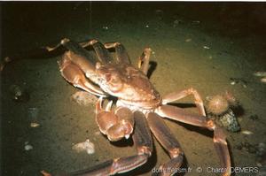 Chionoecetes_opilio-cd03