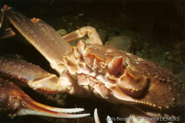 Chionoecetes_opilio-cd04