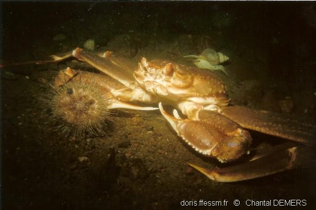 Chionoecetes_opilio-cd05