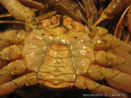 Chionoecetes_opilio-lf20