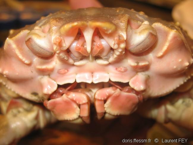 Chionoecetes_opilio-lf22