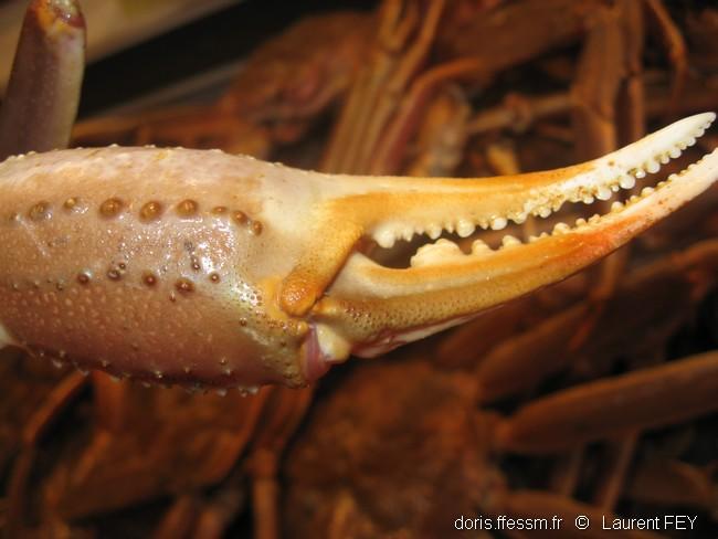 Chionoecetes_opilio-lf23