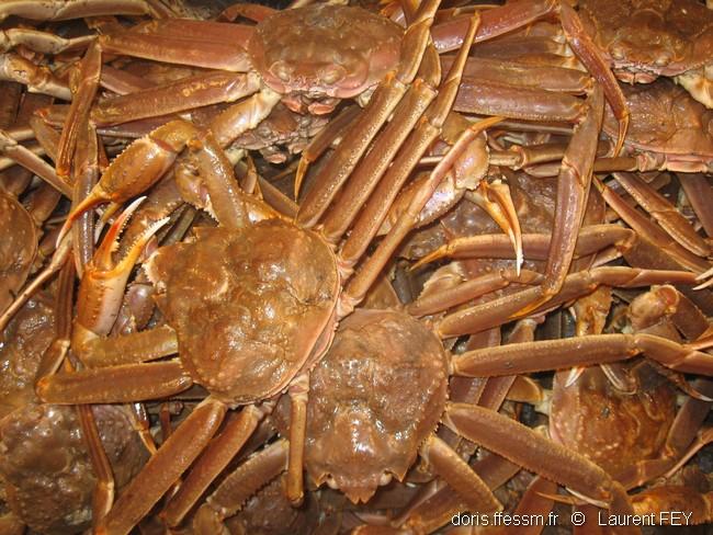 Chionoecetes_opilio-lf25