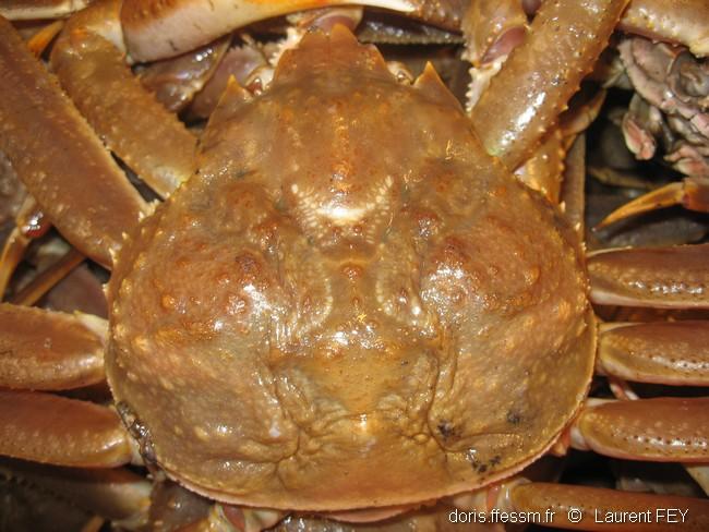 Chionoecetes_opilio-lf26