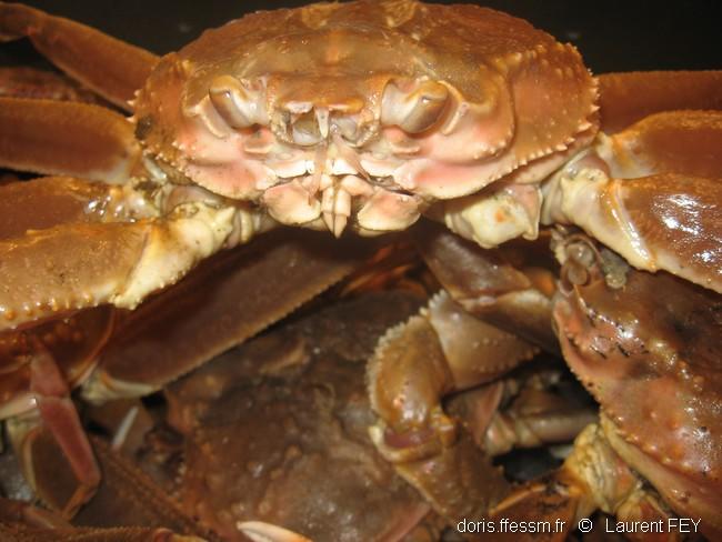 Chionoecetes_opilio-lf29