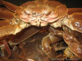 Chionoecetes_opilio-lf29